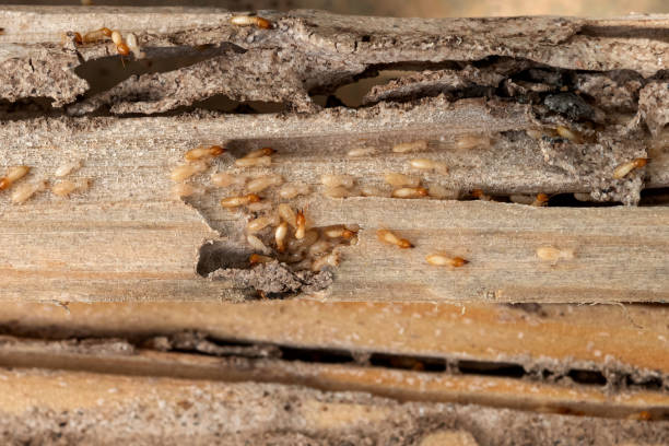Best Wasp Removal Services  in Mcalmont, AR